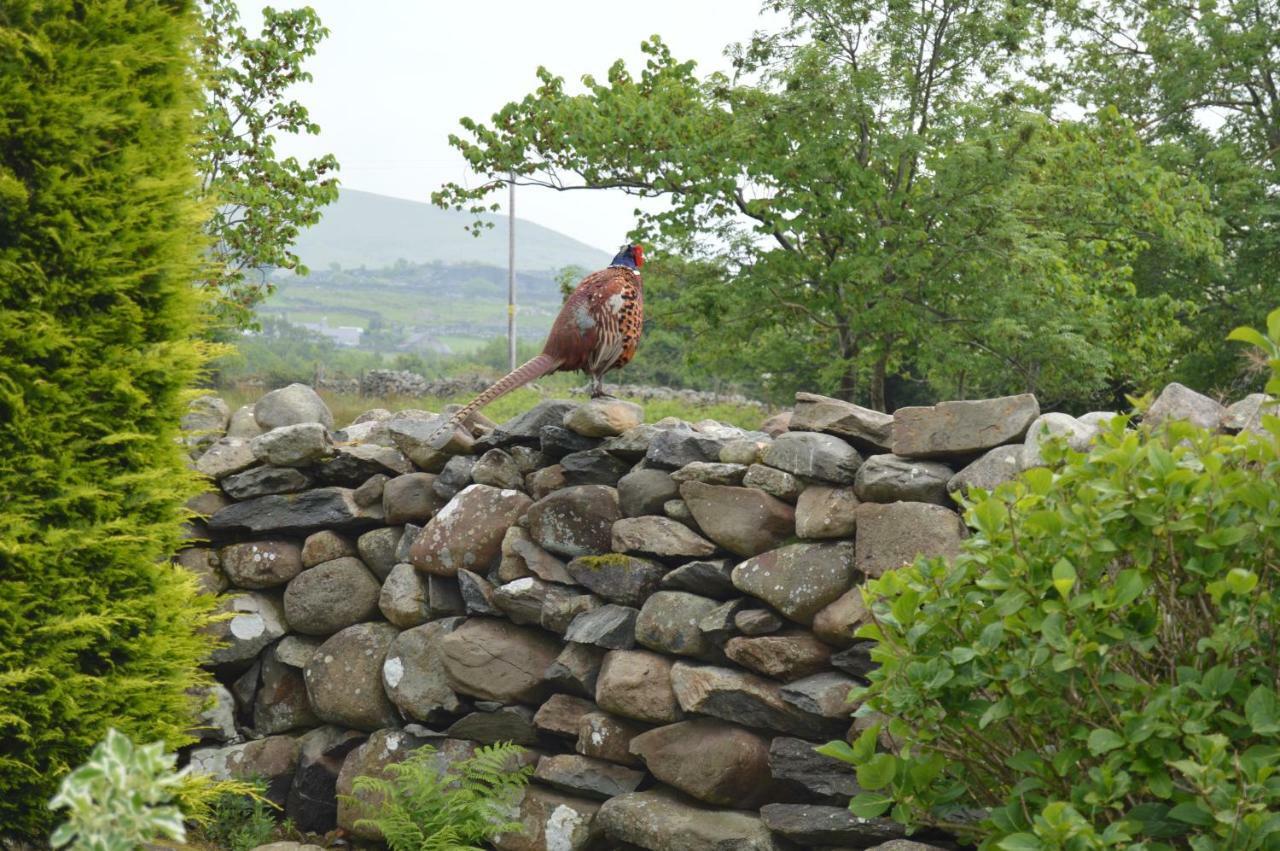 Beudy Bach And Beudy Mawr Mountainstudios Bangor  Exterior photo